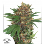 Семена каннабиса Master Kush®