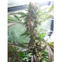 Семена каннабиса Master Kush®