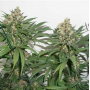 Семена каннабиса Master Kush®
