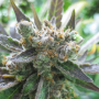 Семена каннабиса Master Kush®