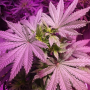 Семена каннабиса Master Kush®
