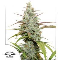 Mokum’s Tulip®