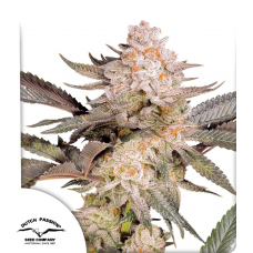 Orange Bud 2.0® NEW!
