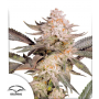 Семена каннабиса Orange Bud 2.0® NEW!