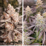 Семена каннабиса Orange Bud 2.0® NEW!