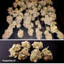 Семена каннабиса Orange Bud 2.0® NEW!