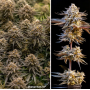 Семена каннабиса Orange Bud 2.0® NEW!