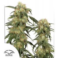 Pamir Gold®