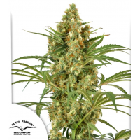 Snow Bud®