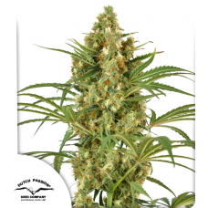 Snow Bud®