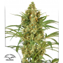Семена каннабиса Snow Bud®