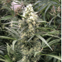 Семена каннабиса Snow Bud®