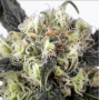 Семена каннабиса Snow Bud®