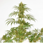 Семена каннабиса Snow Bud®