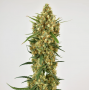 Семена каннабиса Snow Bud®