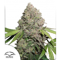 CBD Charlotte’s Angel®