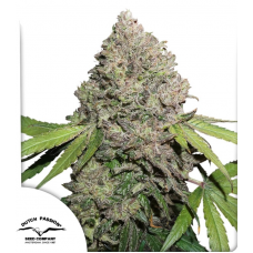 CBD Charlotte’s Angel®
