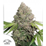 Семена каннабиса CBD Charlotte’s Angel®