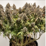 Семена каннабиса CBD Charlotte’s Angel®