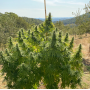 Семена каннабиса CBD Charlotte’s Angel®