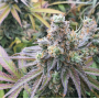 Семена каннабиса CBD Charlotte’s Angel®