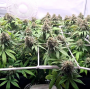 Семена каннабиса CBD Charlotte’s Angel®