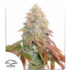 Auto Banana Blaze®