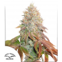 Семена конопли Auto Banana Blaze®