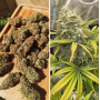 Семена конопли Auto Banana Blaze®