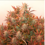 Семена конопли Auto Banana Blaze®