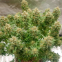 Семена конопли Auto Banana Blaze®