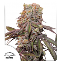 Auto Candy Bubatz XL® NEW!