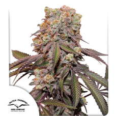 Auto Candy Bubatz XL® NEW!