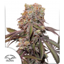 Семена конопли Auto Candy Bubatz XL® NEW!
