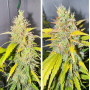 Семена конопли Auto Candy Bubatz XL® NEW!