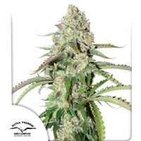 Auto Colorado Cookies®