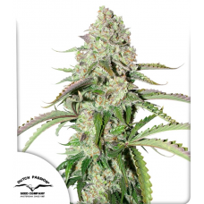 Auto Colorado Cookies®