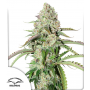 Семена конопли Auto Colorado Cookies®