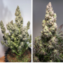 Семена конопли Auto Colorado Cookies®