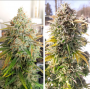 Семена конопли Auto Colorado Cookies®