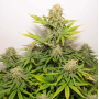 Семена конопли Auto Colorado Cookies®