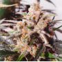 Семена конопли Auto Colorado Cookies®
