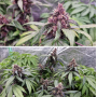 Семена каннабиса Auto Forbidden Cherry®