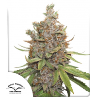 Auto Glueberry O.G.®