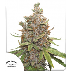 Auto Glueberry O.G.®