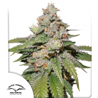Auto Mokum’s Tulip®