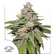 Auto Mokum’s Tulip®