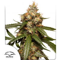 Auto THC-Victory®