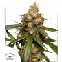 Семена каннабиса Auto THC-Victory®
