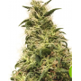 Семена каннабиса Auto THC-Victory®